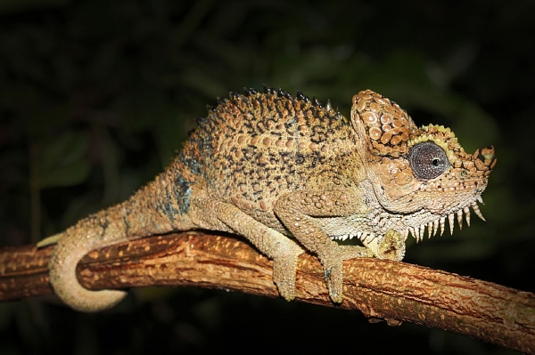 Chameleon přílbový. Chameleon přílbový.